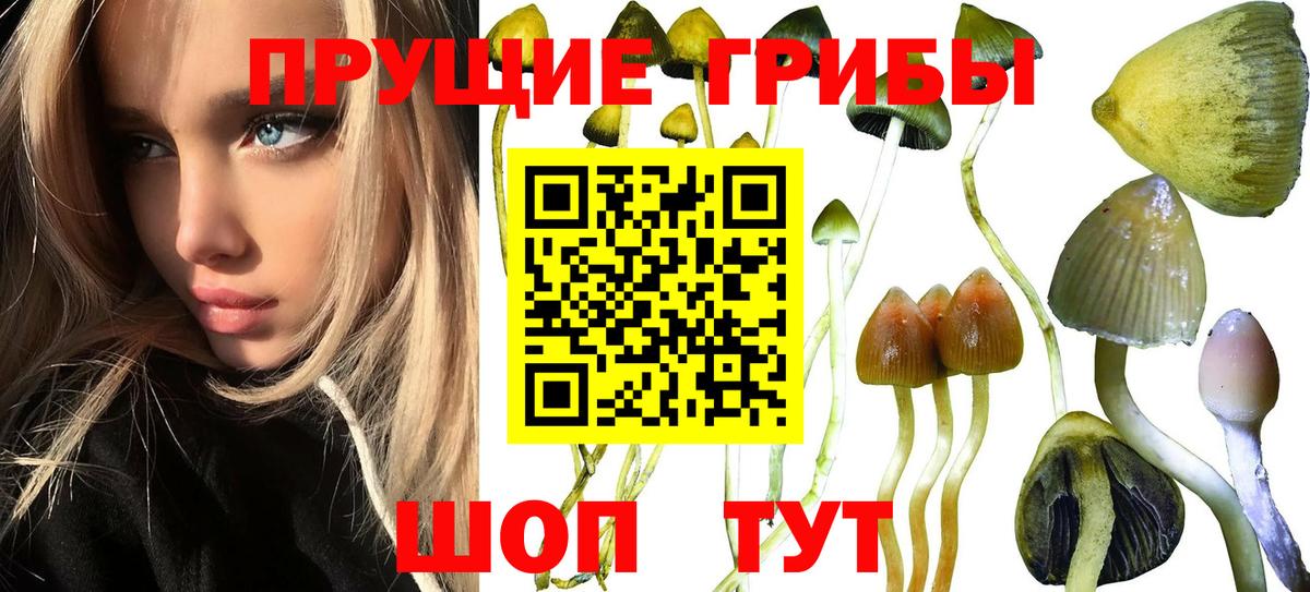 Галлюциногенные грибы Psilocybine cubensis Берёзовский